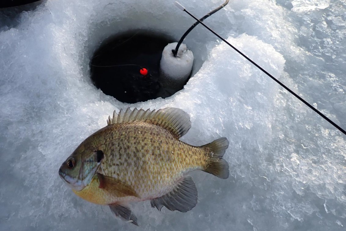 Bluegill lying next to an ice hole.