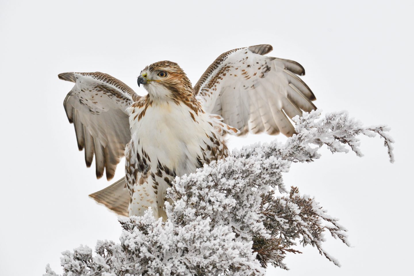 Red-tailed hawk hunting while perched atop a tree.