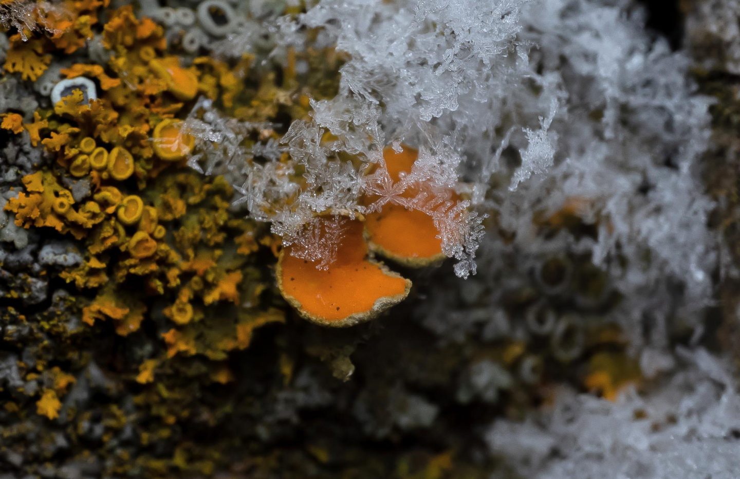 Bright orange-yellow lichen covered in delicate snowflakes.