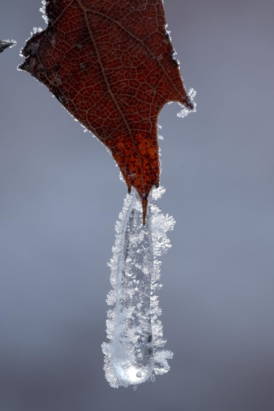 Ice on a leaf.