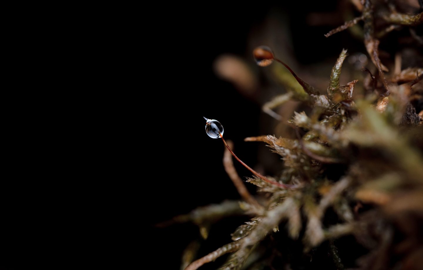 Up close look at a moss sporophyte covered in frost.