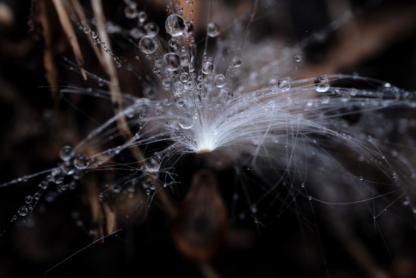 Water droplets covering a feathery down of a milkweed seed.