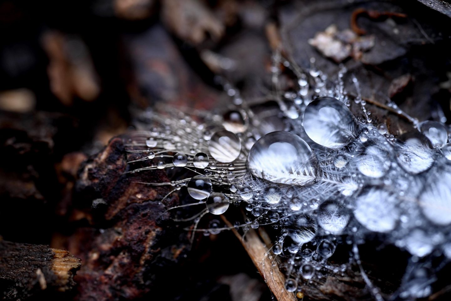 water droplets on a feather