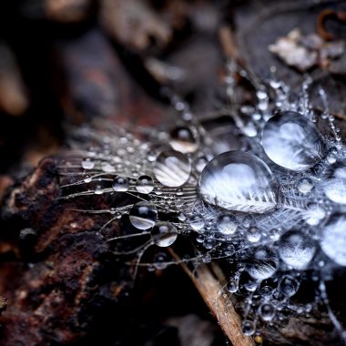 water droplets on a feather