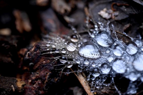 water droplets on a feather