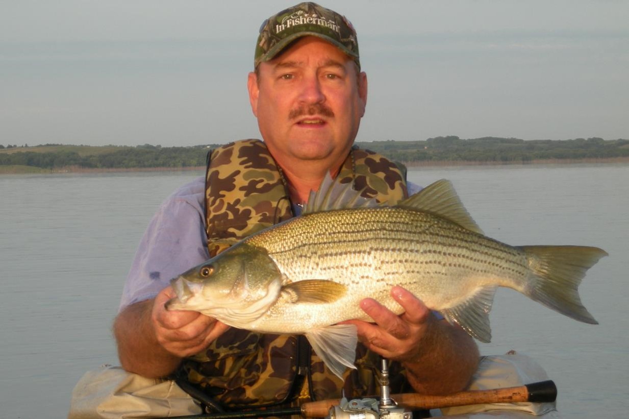 Angler holding a striped bass hybrid.