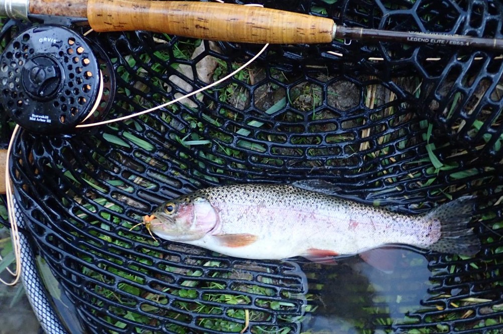 Rainbow trout in landing net next to fly rod.