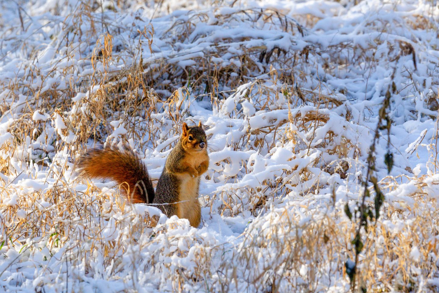 squirrel in the snow