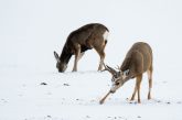 mule deer digging in the snow