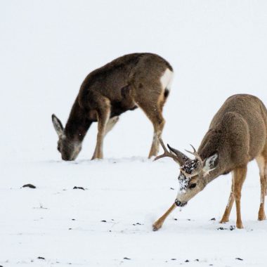 mule deer digging in the snow