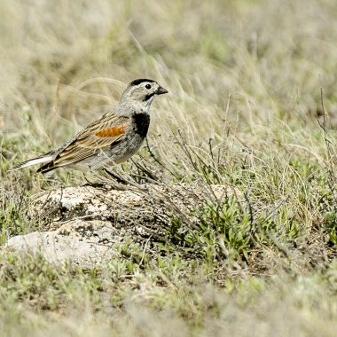 Thick-billed longspur bird