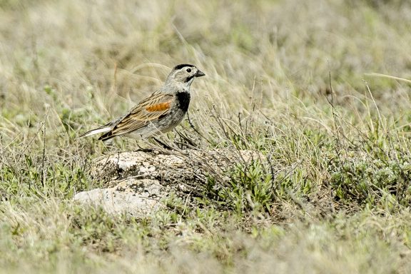 Thick-billed longspur bird