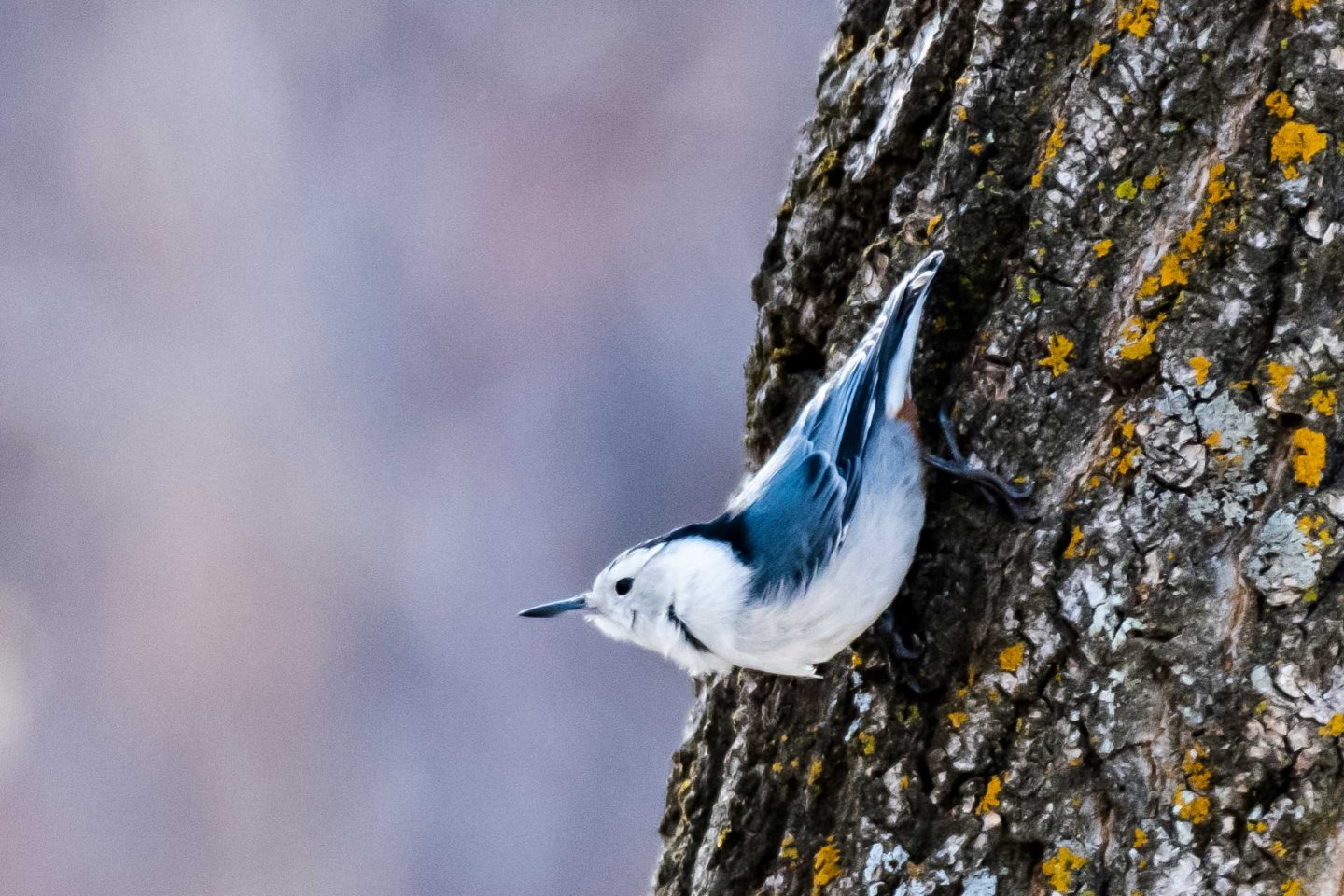 white-breasted nuthatch bird