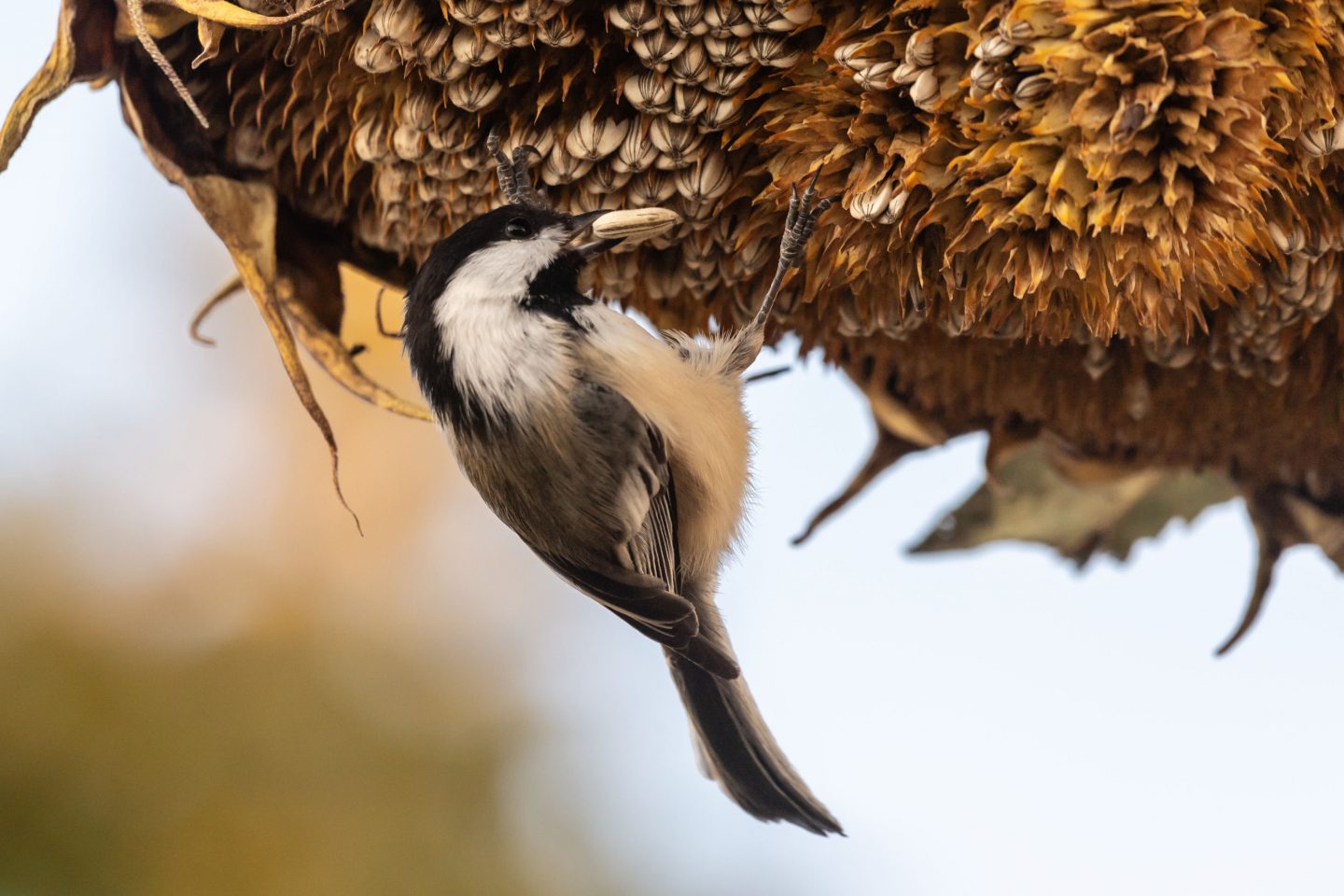 black-capped chickadee foraging for seeds