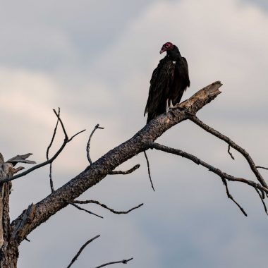 A turkey vulture perched on a dead tree.