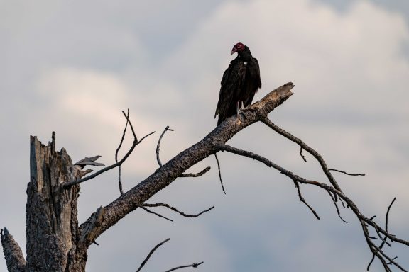 A turkey vulture perched on a dead tree.