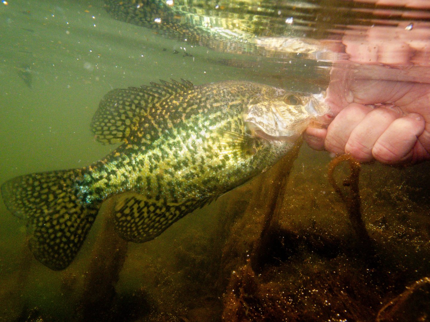 A crappie is released at Towl Lake.