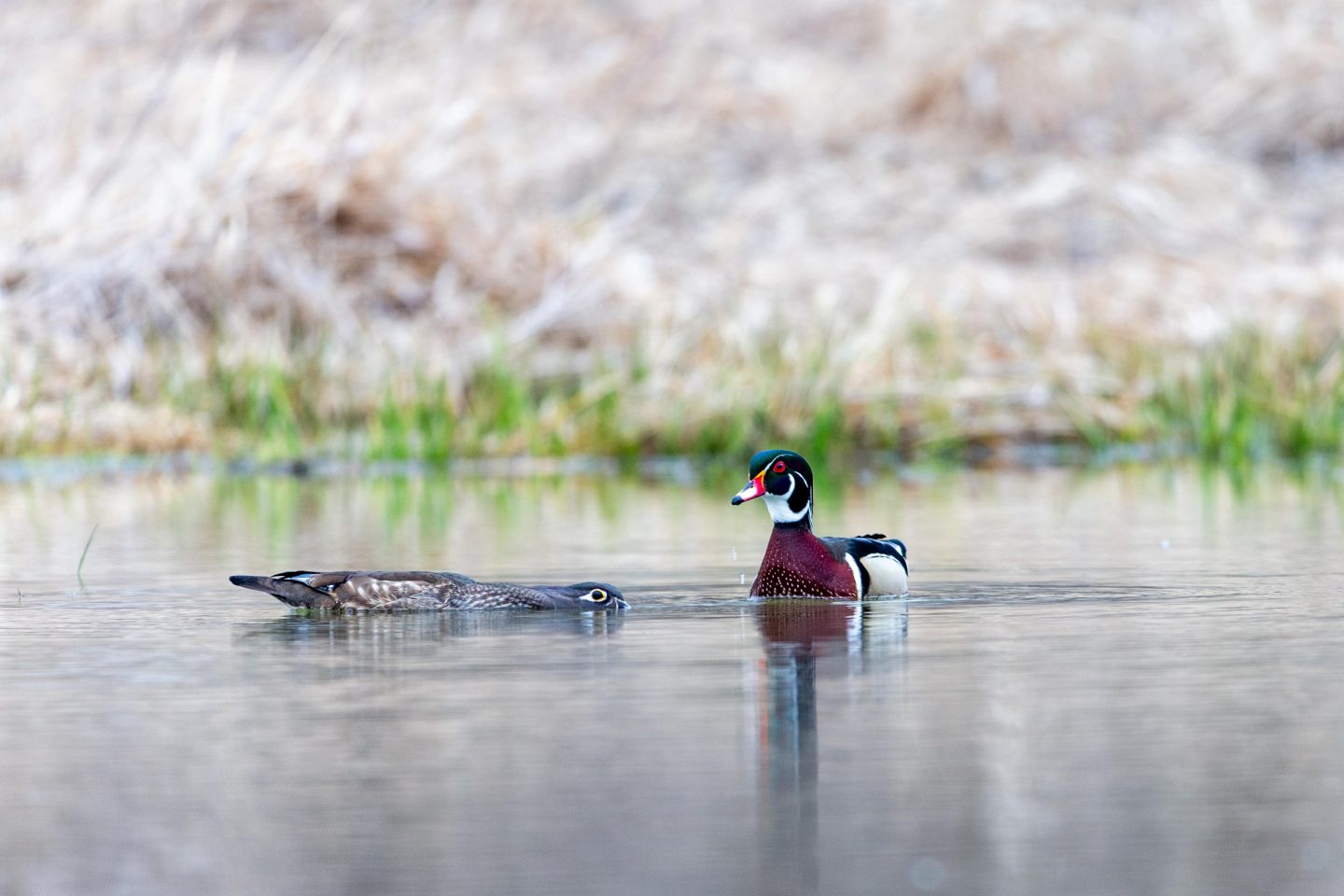 Wood ducks prepare to mate in a wetland near Gretna. 