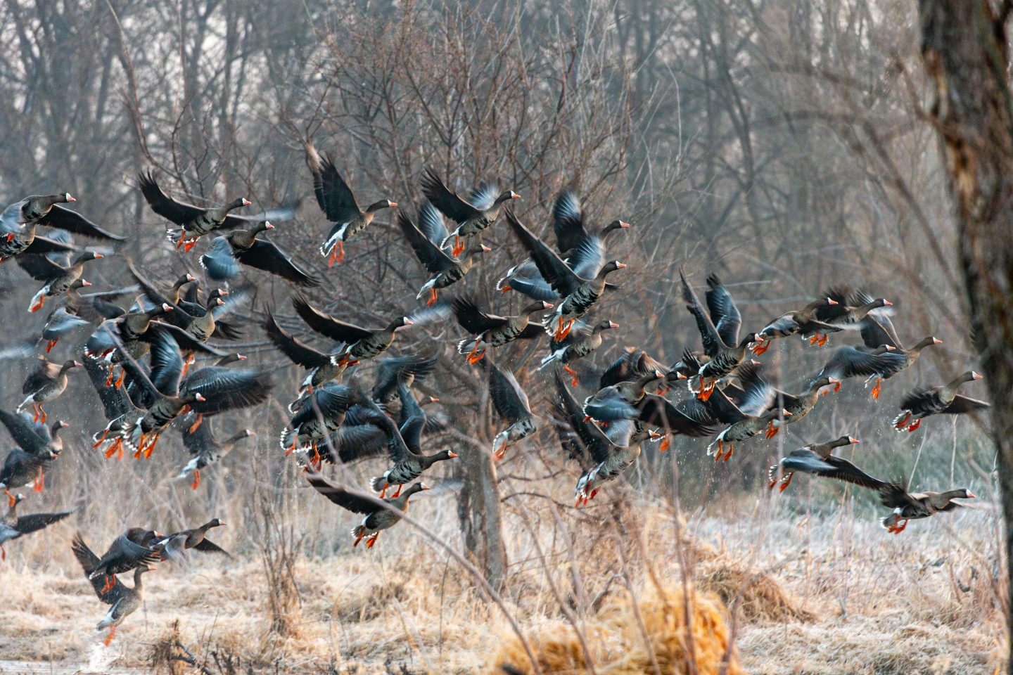 Specklebelly geese taking flight.