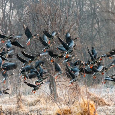 Specklebelly geese taking flight.