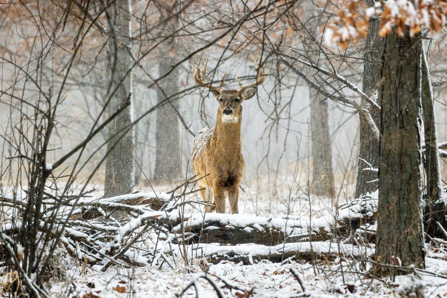 A white-tailed deer walks through the snow in Sarpy County.