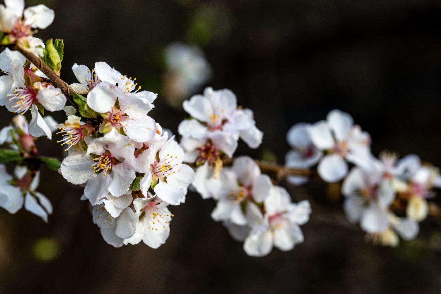 At Eugene T. Mahoney State Park near Ashland, a wild plum shrub blooms.