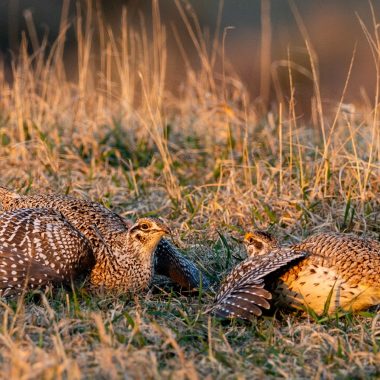 sharp-tailed grouse males