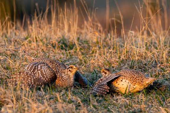 sharp-tailed grouse males