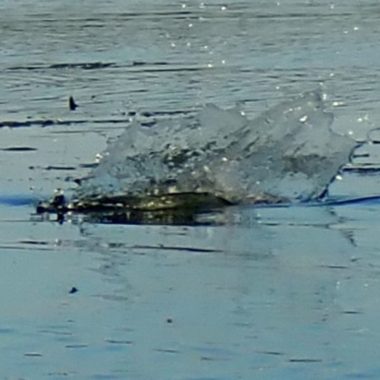 Fish splashing on surface of water.