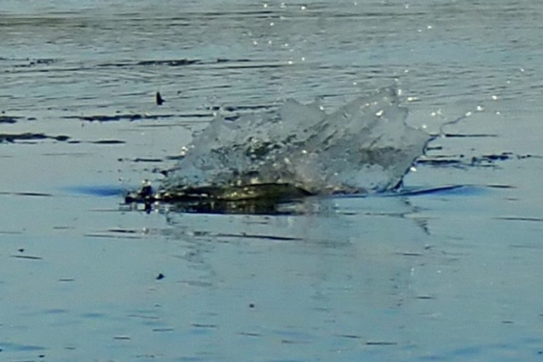 Fish splashing on surface of water.