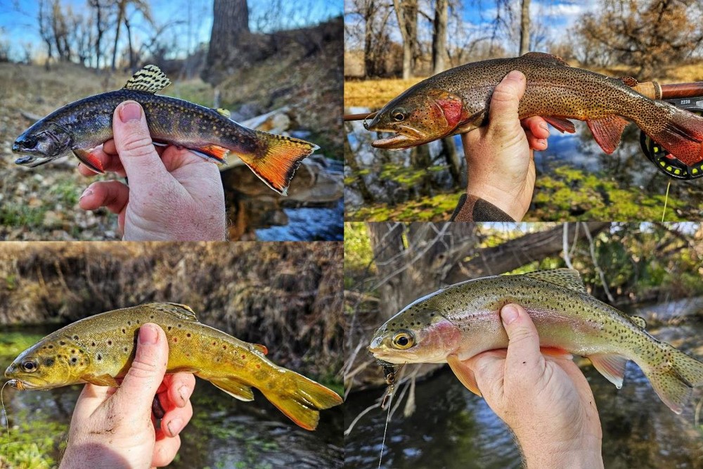 Brook trout, cutthroat trout, brown trout and rainbow trout photos.