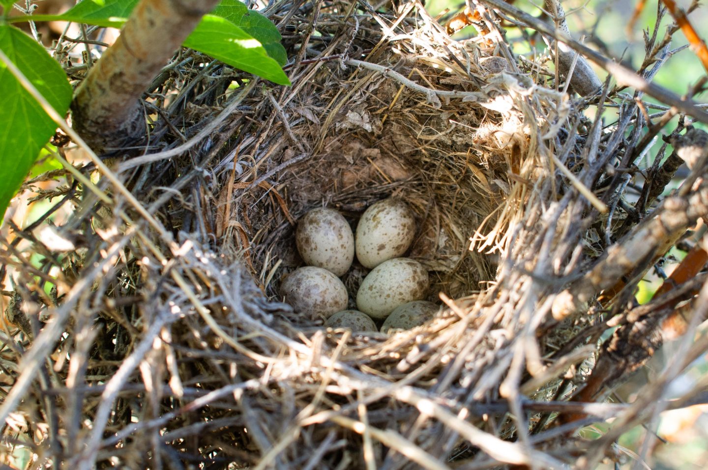 Loggerhead shrike bird nest with eggs.