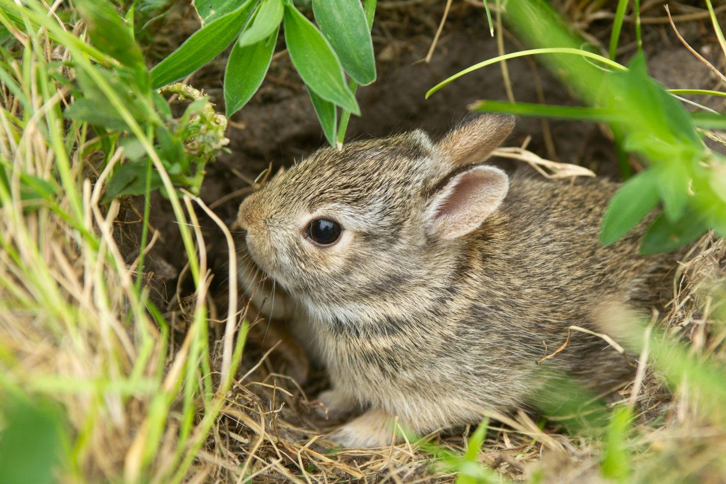 Cottontail rabbit hiding in the grass.