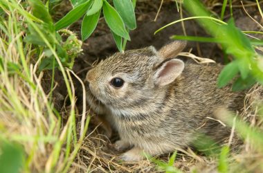 Cottontail rabbit hiding in the grass.