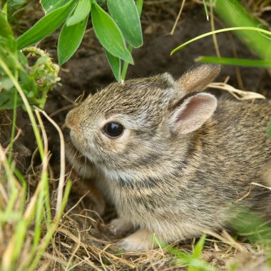 Cottontail rabbit hiding in the grass.