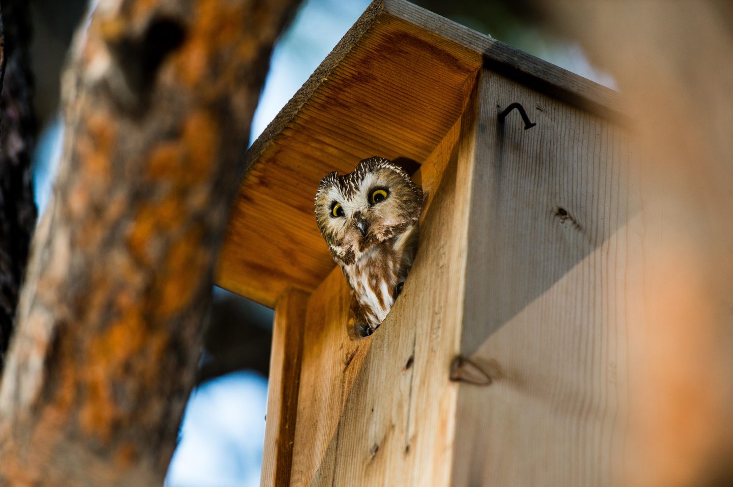 Northern saw-whet owl in a nesting box.