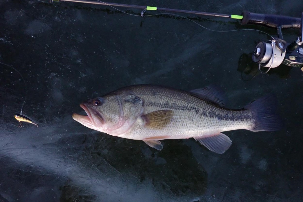 Largemouth bass laying on ice next to fishing pole and lure.