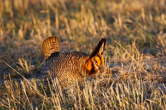 A male greater prairie-chicken inflates his orange air sacs during his mating ritual.