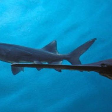 Paddlefish underwater.