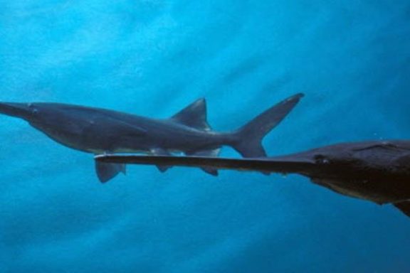 Paddlefish underwater.