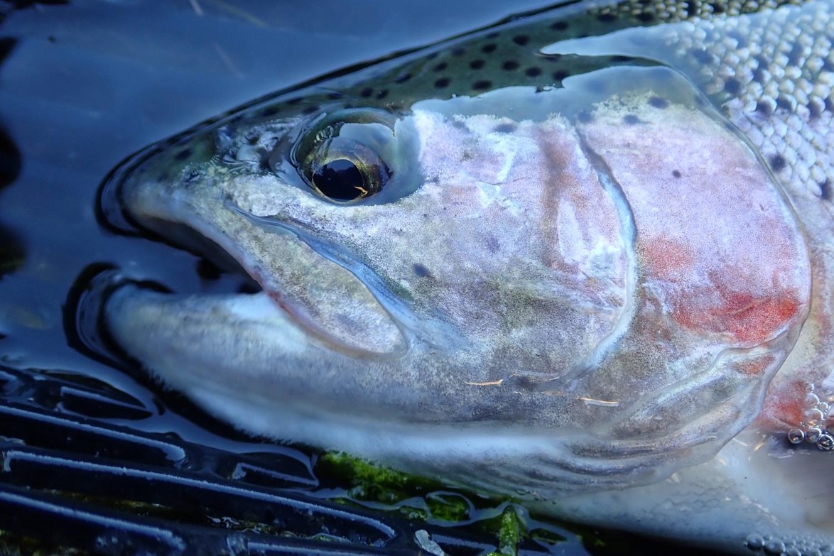 Closeup of the head of a rainbow trout.