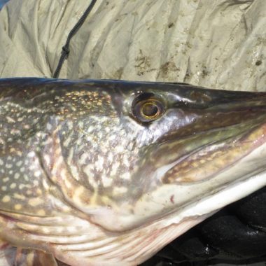 Closeup of head of northern pike. Photo by Daryl Bauer, Nebraska Game & Parks Commission.