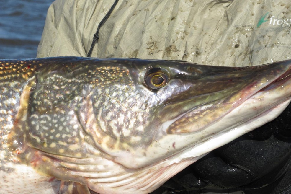 Closeup of head of northern pike.  Photo by Daryl Bauer, Nebraska Game & Parks Commission.