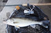 Side view of walleye in a landing net.