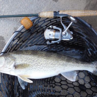 Side view of walleye in a landing net.