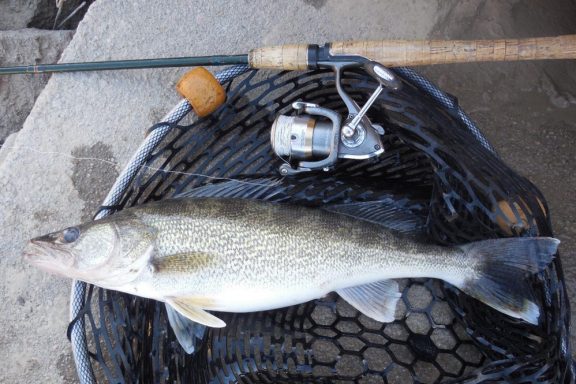 Side view of walleye in a landing net.