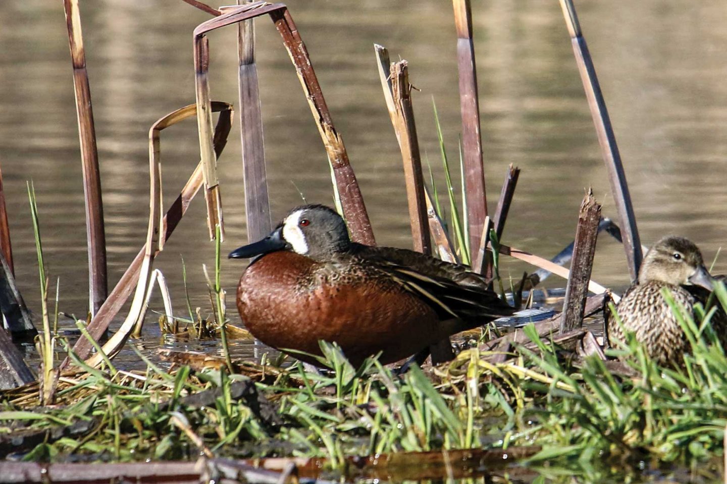 cinnamon/blue-winged teal hybrid