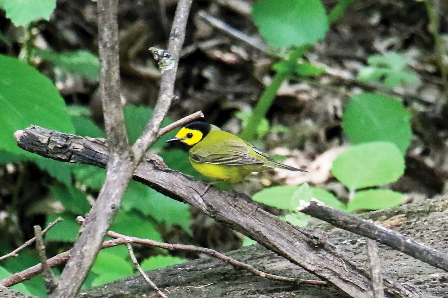 Eli followed a report on eBird of a hooded warbler at Towl Park in Omaha in 2024 and captured this photo.