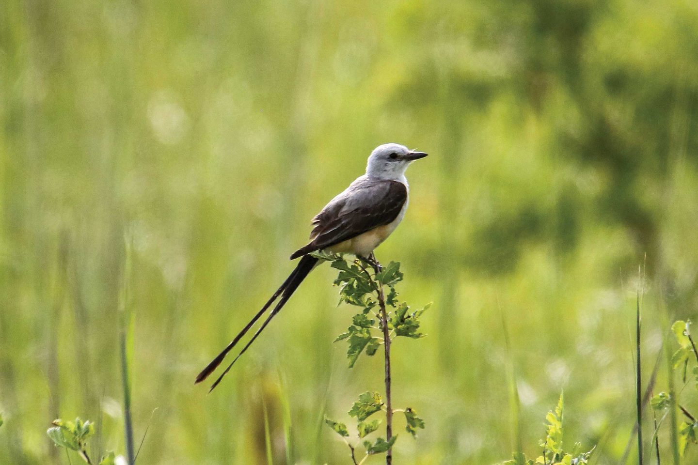 Eli photographed this scissor-tailed flycatcher in 2024 near Flanagan Lake in Omaha.