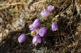A pasque flower blooms in Chadron State Park.